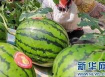 临泉吃瓜最新事件爆料信息,揭秘背后惊人真相